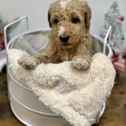 Cozy - Apricot male Goldendoodle puppy in Kenansville, North Carolina from J+A Family Doodles