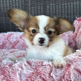 Echo - Red female Papillon puppy in Surprise, Arizona from Papillons in Arizona