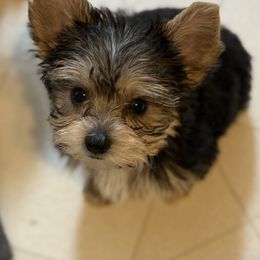 Mr Green Male - Black and tan male Yorkshire Terrier puppy in Lexington, North Carolina from Silver Valley Yorkies