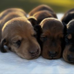 Dachshund puppies from Weidenthal Dachshunds