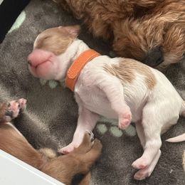 Cavapoo Puppies from Heritage Home Cavapoos