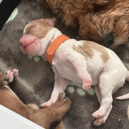 Cavapoo Puppies from Heritage Home Cavapoos