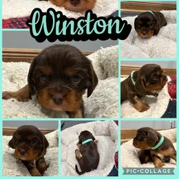 Winston - Chocolate male Cavalier King Charles Spaniel puppy in Ellisville, Mississippi from Malu Lani Cavaliers