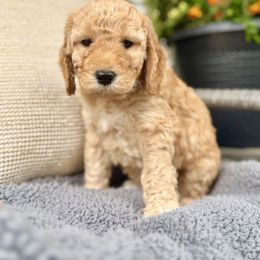 Dipper - Red  male Goldendoodle puppy in Charles Town, West Virginia from Locust Hill Goldendoodles