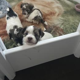 Havanese Puppies from Sweet Tea Havanese