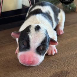 Cutie Pie - Black and tan female Pembroke Welsh Corgi puppy in Muldrow, Oklahoma from Dean’s Rustic Ranch Corgis and Horses