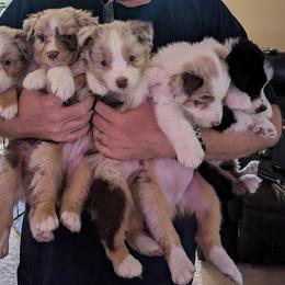 Australian Shepherd and Boston Terrier Puppies from PrimaShowDogs
