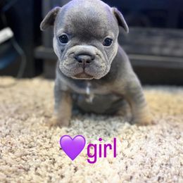 French Bulldog Puppies from Ballen Bulldogs
