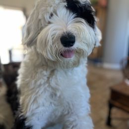 Bernedoodle, Bernese Mountain Dog, and Sheepadoodle All Grown Up from VonDoodles Bernedoodles & Sheepadoodles