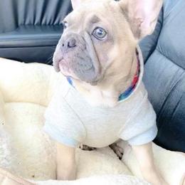 French Bulldog All Grown Up from Sweetheart French Bulldogs