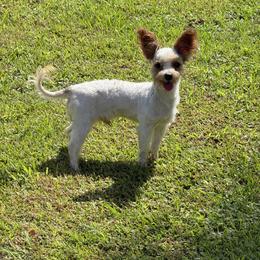 Jelly - Morkie