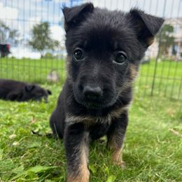 Penelope - Black and tan female German Shepherd puppy in New Holstein, Wisconsin from Bolwerk’s 3B Acres