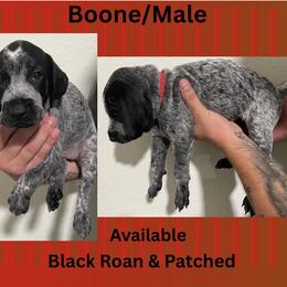 German Shorthaired Pointer Puppies from Lazy K GSP's