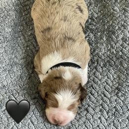 Boy 3 - male Aussiedoodle puppy in Houston, Texas from Waggin’ R Tails