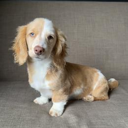 Molly - Dapple female Dachshund puppy in Industry, Illinois from KDKs Kennels
