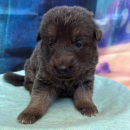 Karen - Blue female German Shepherd puppy in Magnolia, Texas from K & Q Shepherds