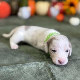 Walker - Dapple male Dachshund puppy in Lincoln, Arkansas from Red Dirt Dachshunds