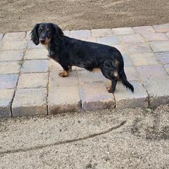 Pebbles - Dachshund