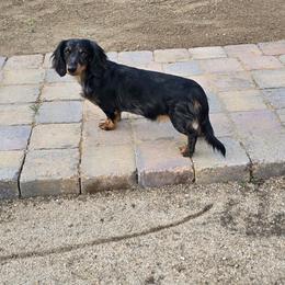 Pebbles - Dachshund
