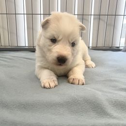 Siberian Husky Puppies from OAZS Pups