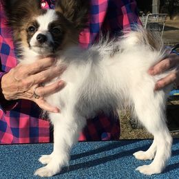 Papillon Puppies from Azure Papillons