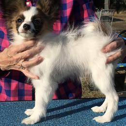 Papillon Puppies from Azure Papillons