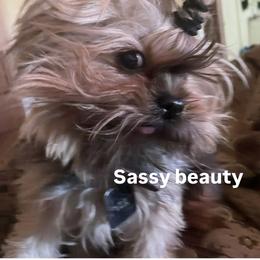 Sassy - Yorkshire Terrier