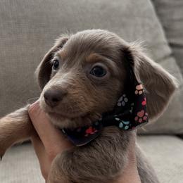 Dachshund Puppies from Chivi Paws