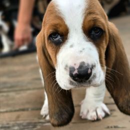 Bonnie - Mahogany and white female Basset Hound puppy in West Chester, Ohio from Bed-N-Bassets