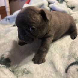 Grunt - Blue fawn male French Bulldog puppy in Alabama from Southern Bulldogs
