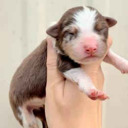 Boy 4 - Red merle male Australian Shepherd puppy in Iola, Texas from MK Aussies