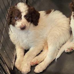 Domino -brown collar - Brown and white male Bernedoodle puppy in Aurora, Colorado from Simply Amazing Doodles