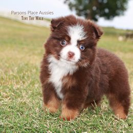 Miniature Australian Shepherd Puppies from Parsons Place Aussies