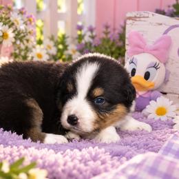 Daisy - Black tri-color female Australian Shepherd puppy in Placerville, California from BFF Aussies