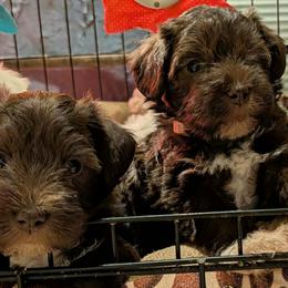 Miniature Schnauzers and Yorkshire Terriers from Tiny Tushy Lodge
