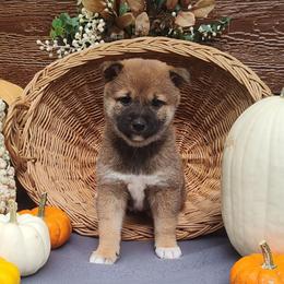 Claire - Red female Shiba Inu puppy in Clayton, Illinois from Adorable-Puppies