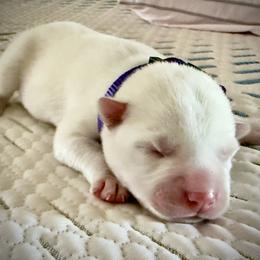 Siberian Husky Puppies from Dennis Kirkpatrick