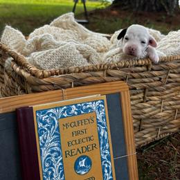 Ma - Parti female Goldendoodle puppy in Cherryville, North Carolina from Mercy Doodles