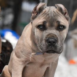 Lilac - Gray and fawn female Cane Corso puppy in Sault Ste Marie, Michigan from Willow Creek Cane Corsos