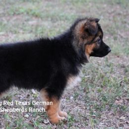 German Shepherd Puppies from Big Red Texas German Shepherds Ranch