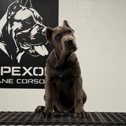 Female 2 - Gray female Cane Corso puppy in Cashion, Oklahoma from APEXOK Cane Corsos