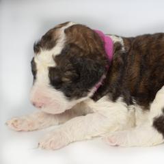 Susie - Brindle Double Doodle puppy in Houston, Texas from Texas Castle Doodles