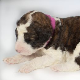 Susie - Brindle Double Doodle puppy in Houston, Texas from Texas Castle Doodles