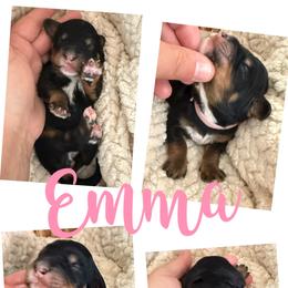 Emma - Tri-color female Bernedoodle puppy in Chattanooga, Tennessee from Scenic City Doodles