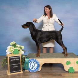 Fancy - Black and Tan Coonhound