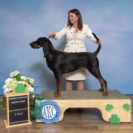 Fancy - Black and Tan Coonhound