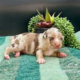 Faith - Red merle female Australian Shepherd puppy in Thornton, Colorado from 303 Aussies