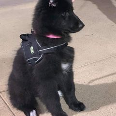 Belgian Sheepdog Puppies from Blue Moon Belgian Sheepdogs