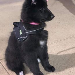 Belgian Sheepdog Puppies from Blue Moon Belgian Sheepdogs