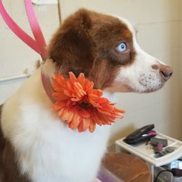 Aussiedoodles and Miniature American Shepherds from Rosewood Companions